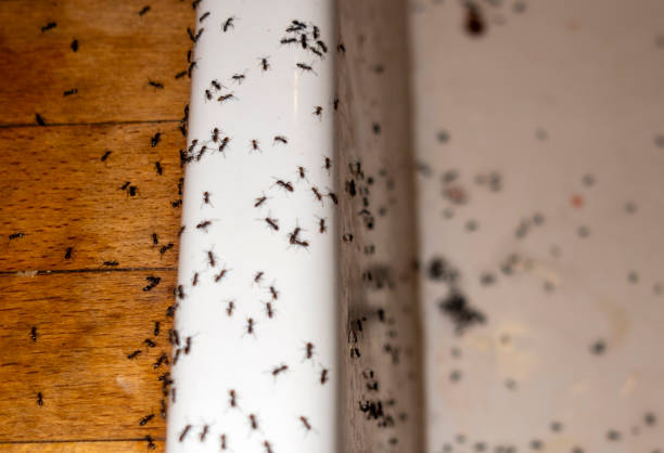 Best Best Pest Control Companies  in Daniels Farm, CT